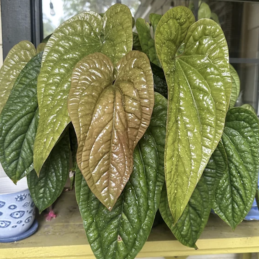 LR 火鶴