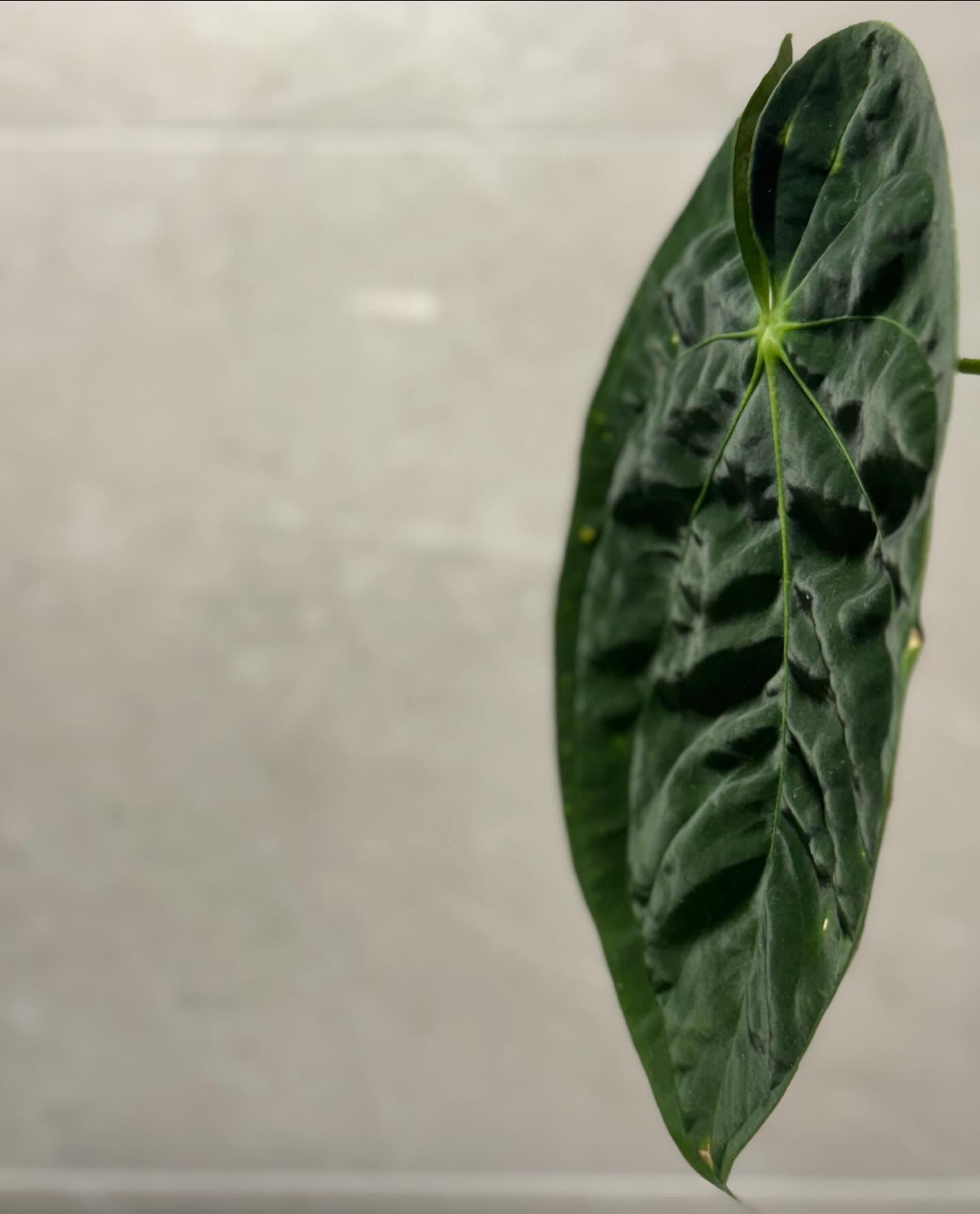 各種型態的黑蝶葉