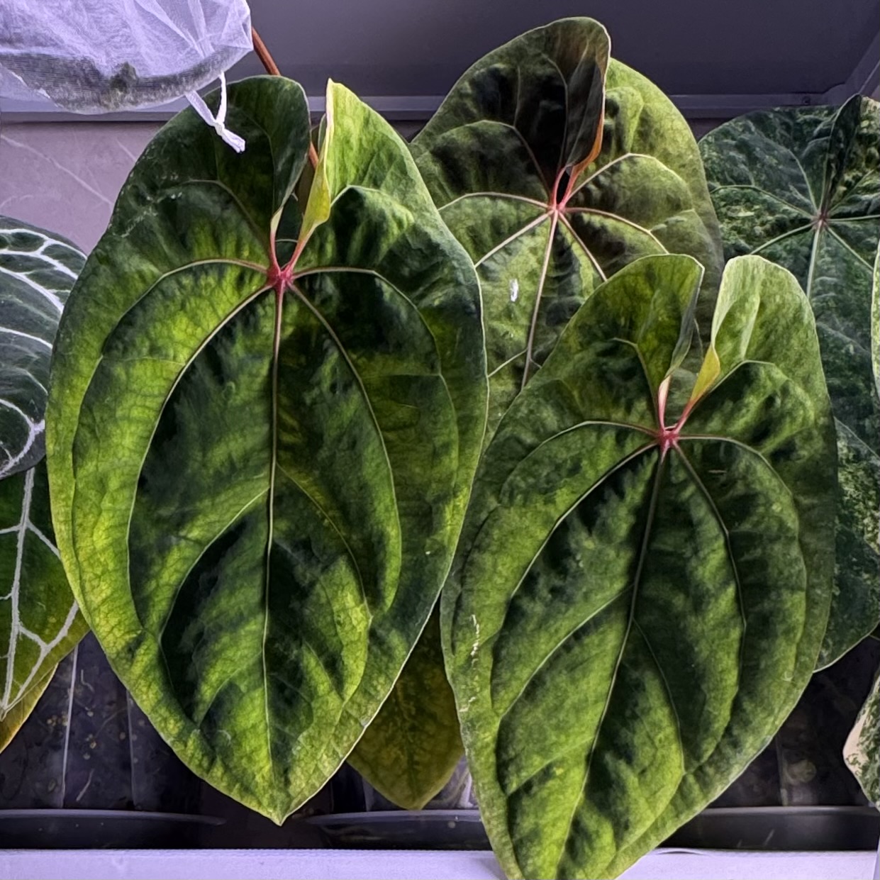 植物日誌照片 8