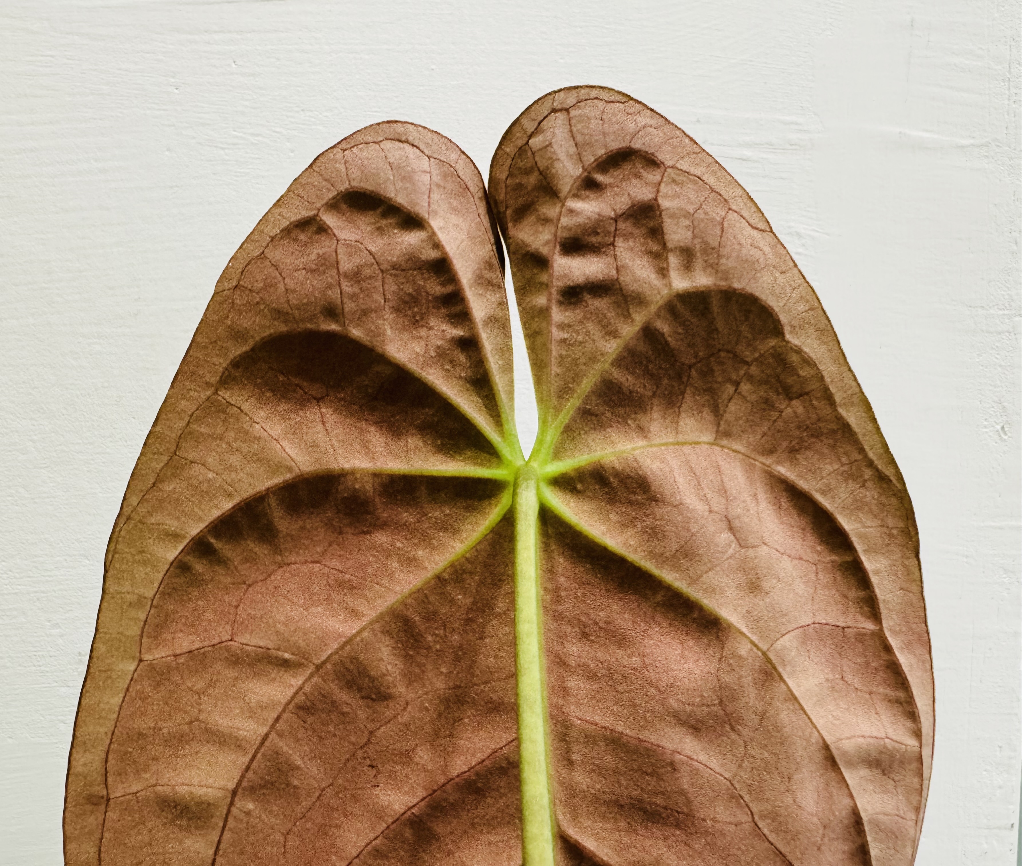 植物日誌照片 5