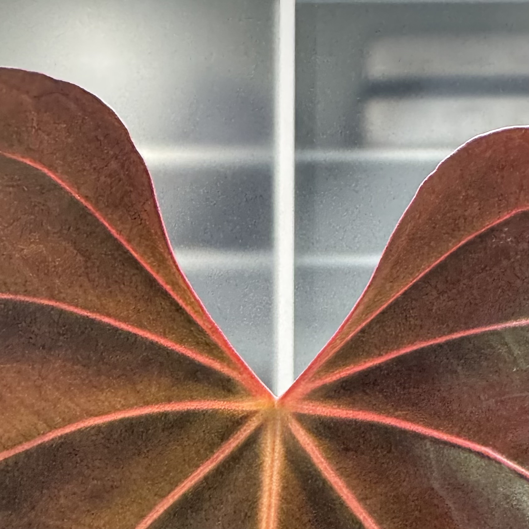 母本 Anthurium papillilaminum "RL" 商品照片 3