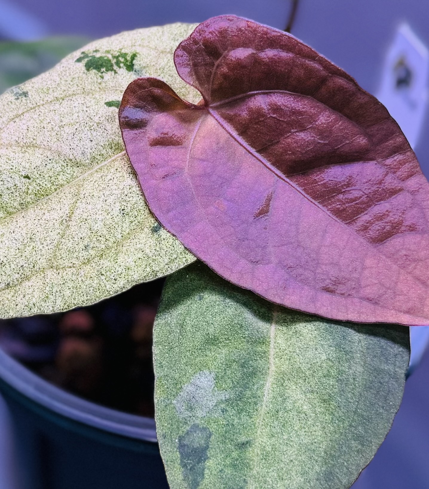 植物日誌照片 2
