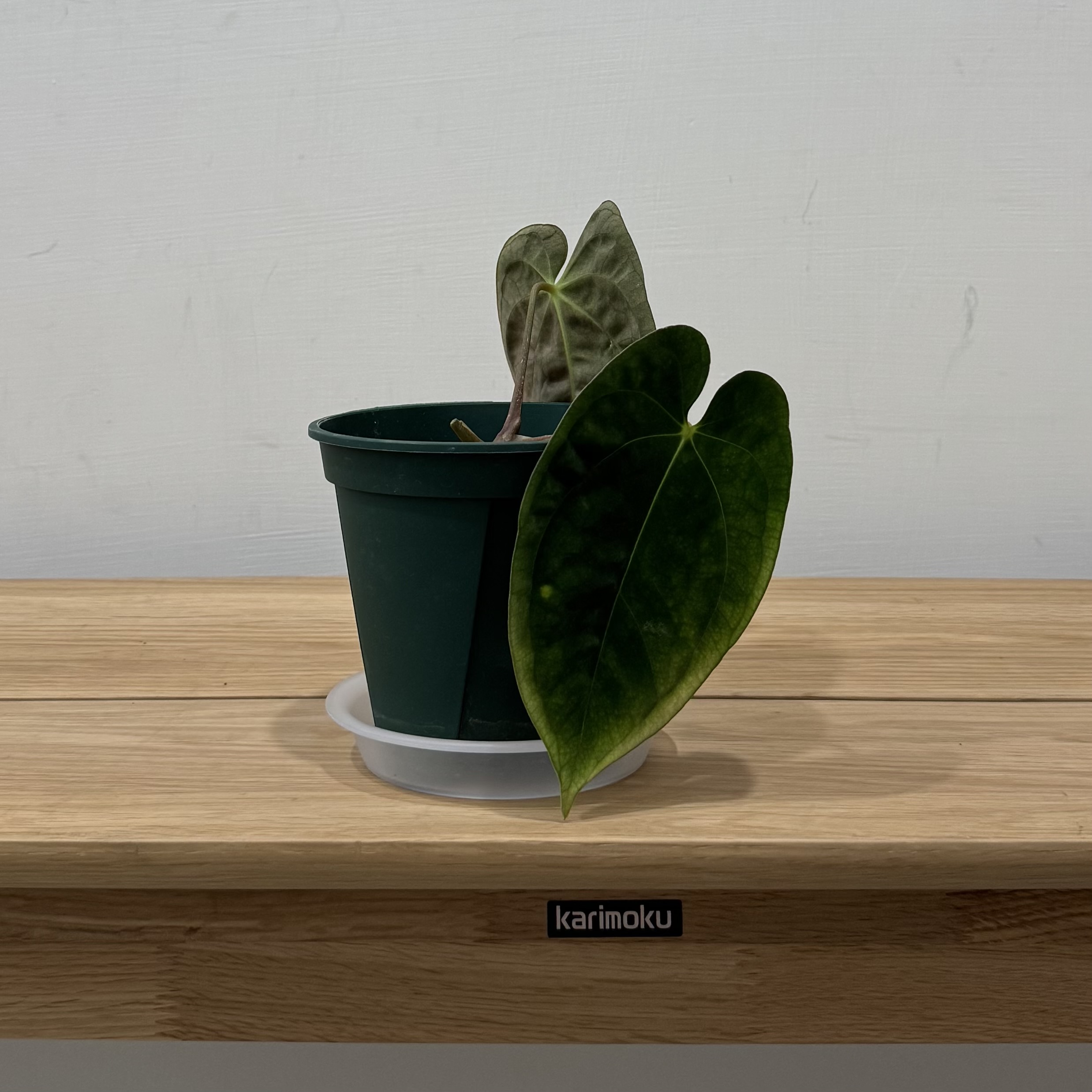 Anthurium papillilaminum, LG ecotype 商品照片 5