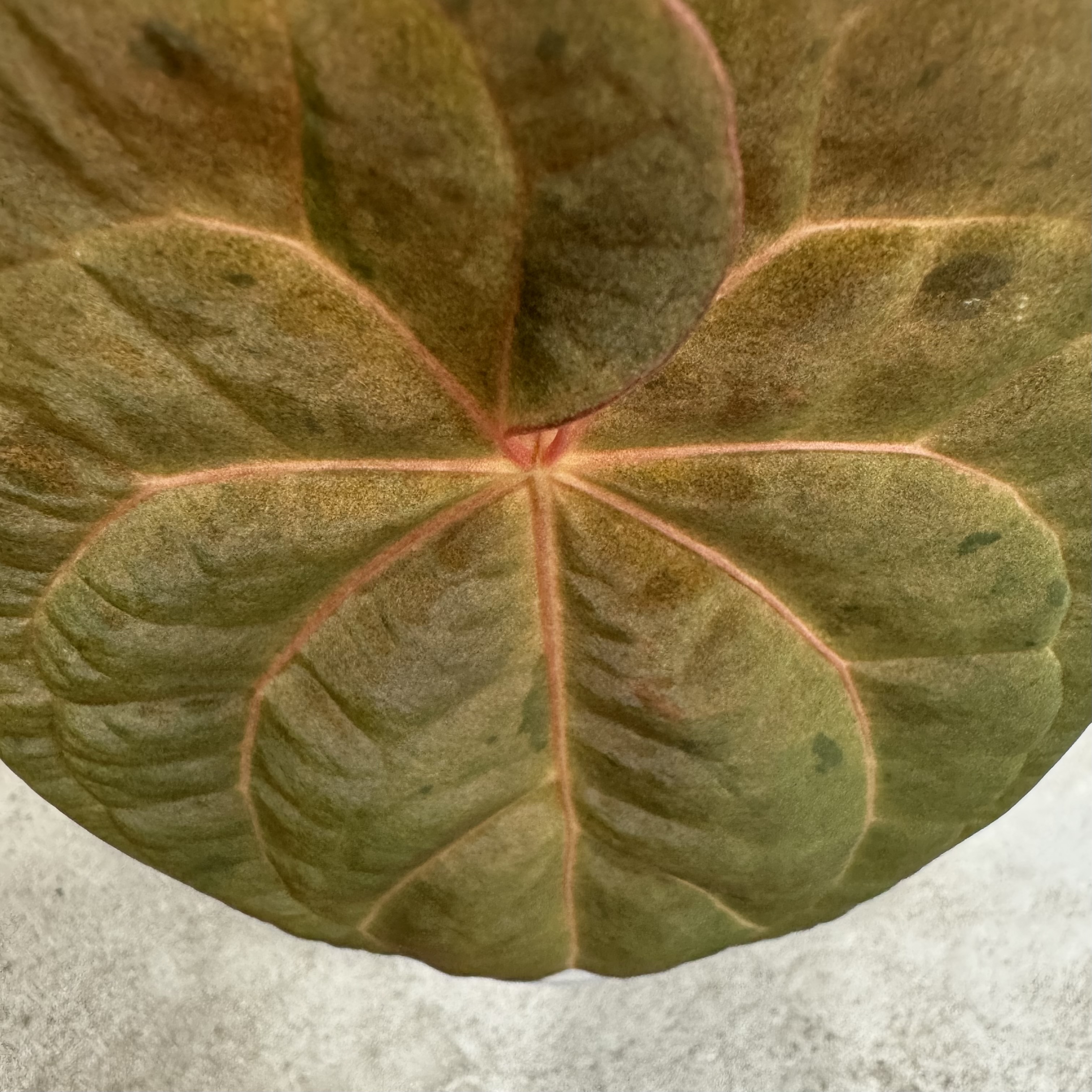 植物日誌照片 4