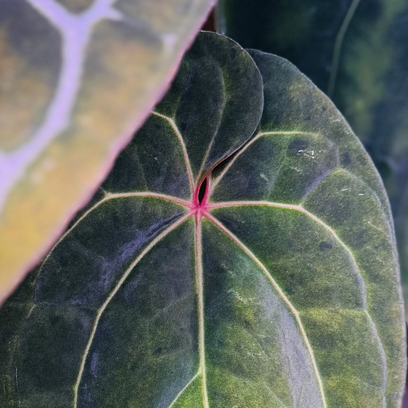 植物收藏照片 11