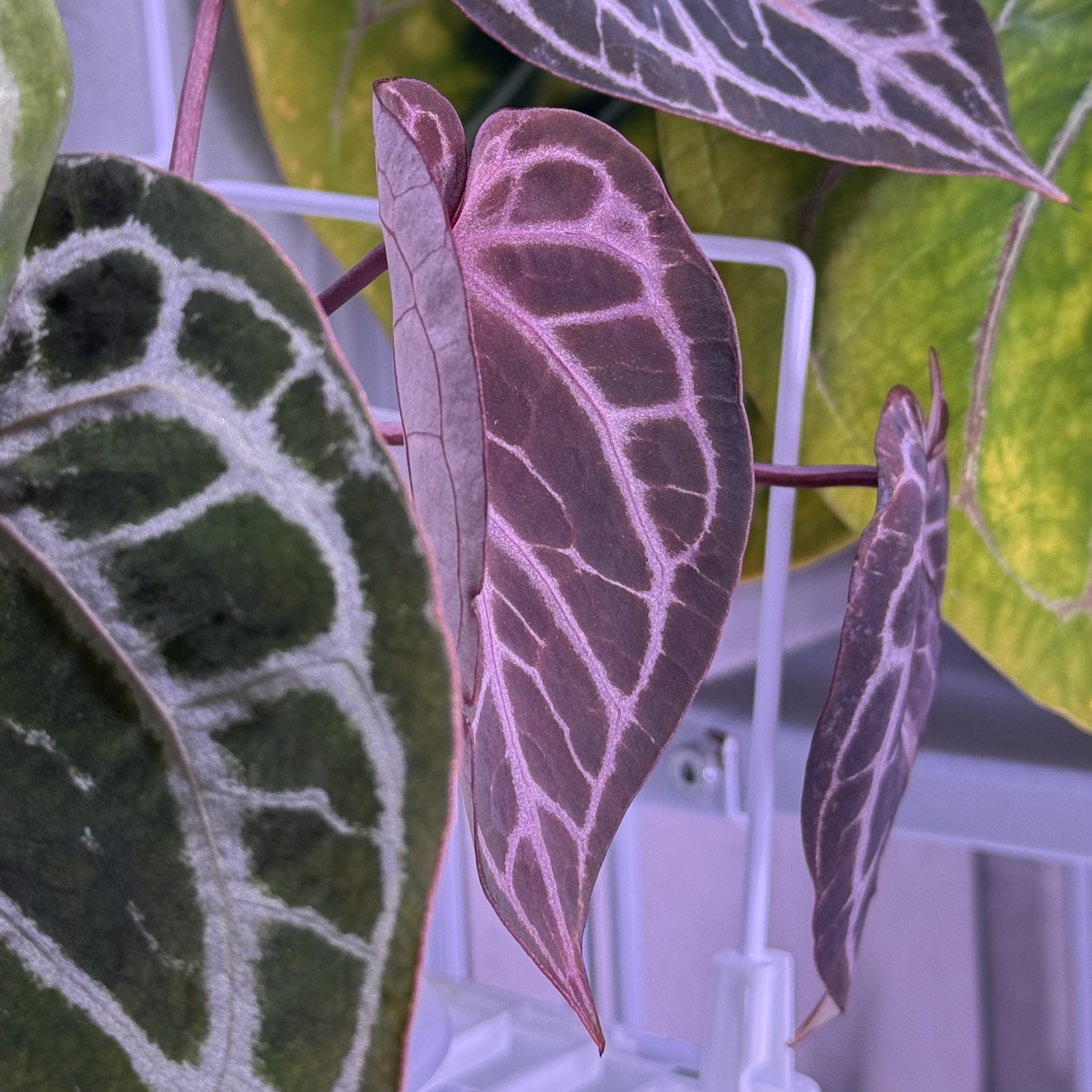 植物收藏照片 14