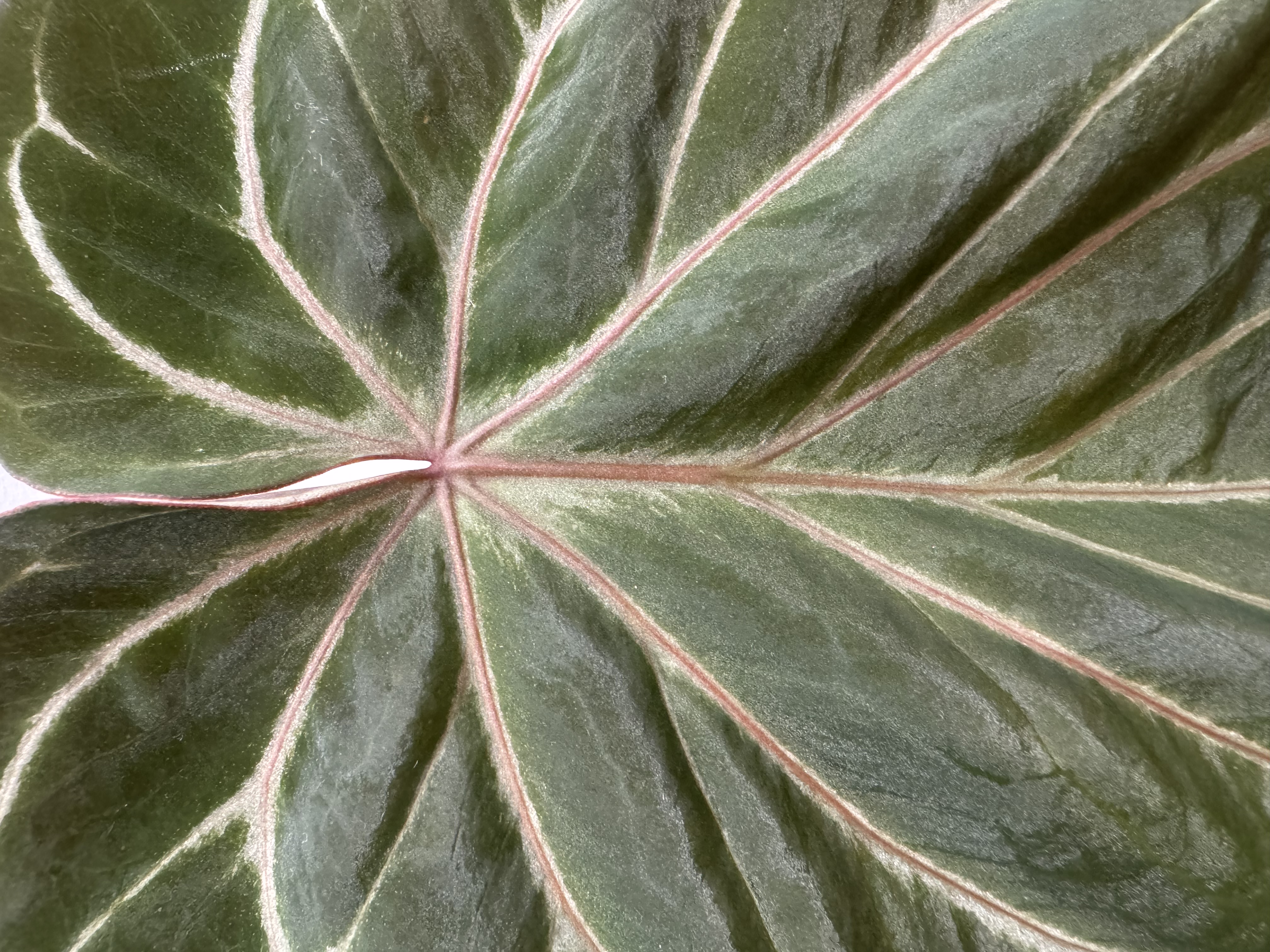 Anthurium "King of Spades" 商品照片 3