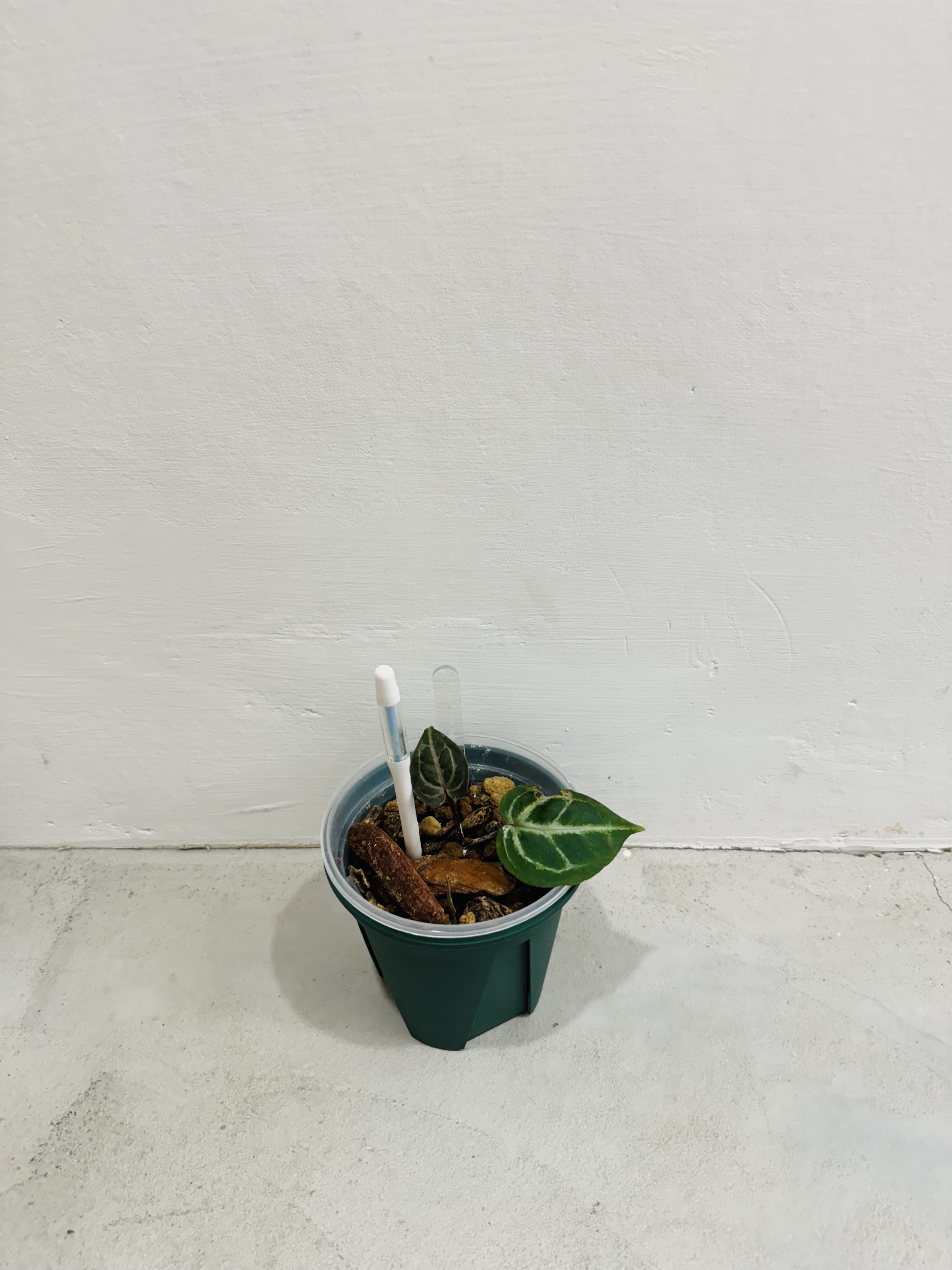 植物日誌照片 1