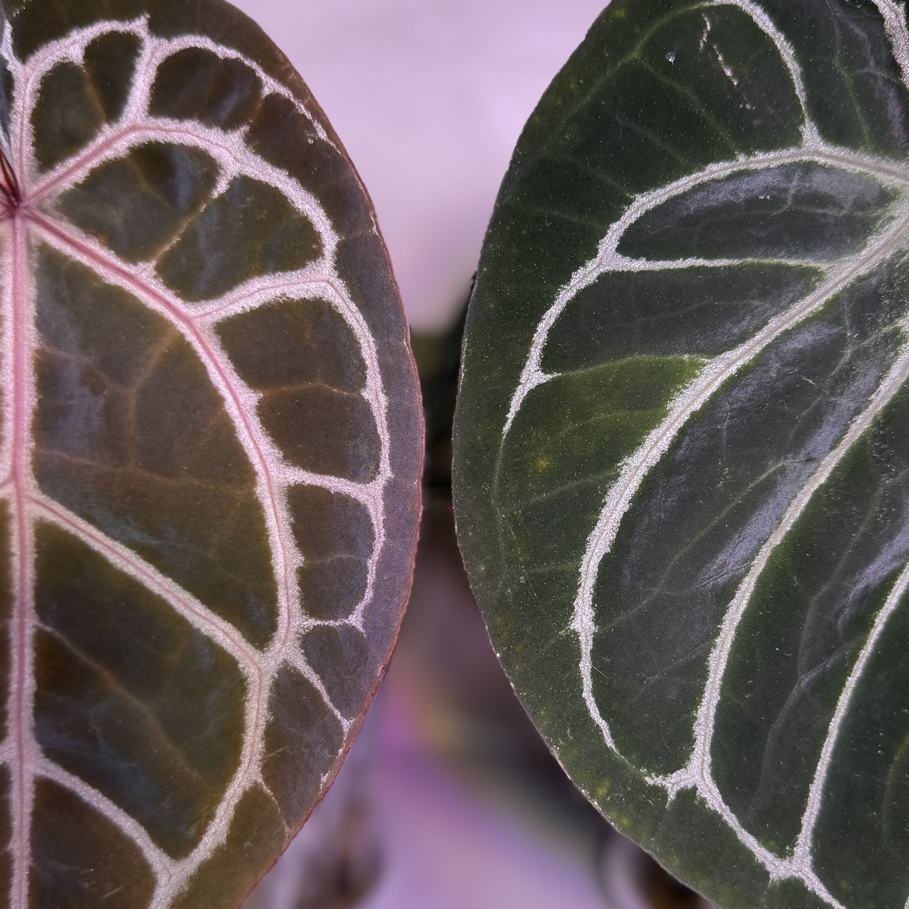 植物日誌照片 3