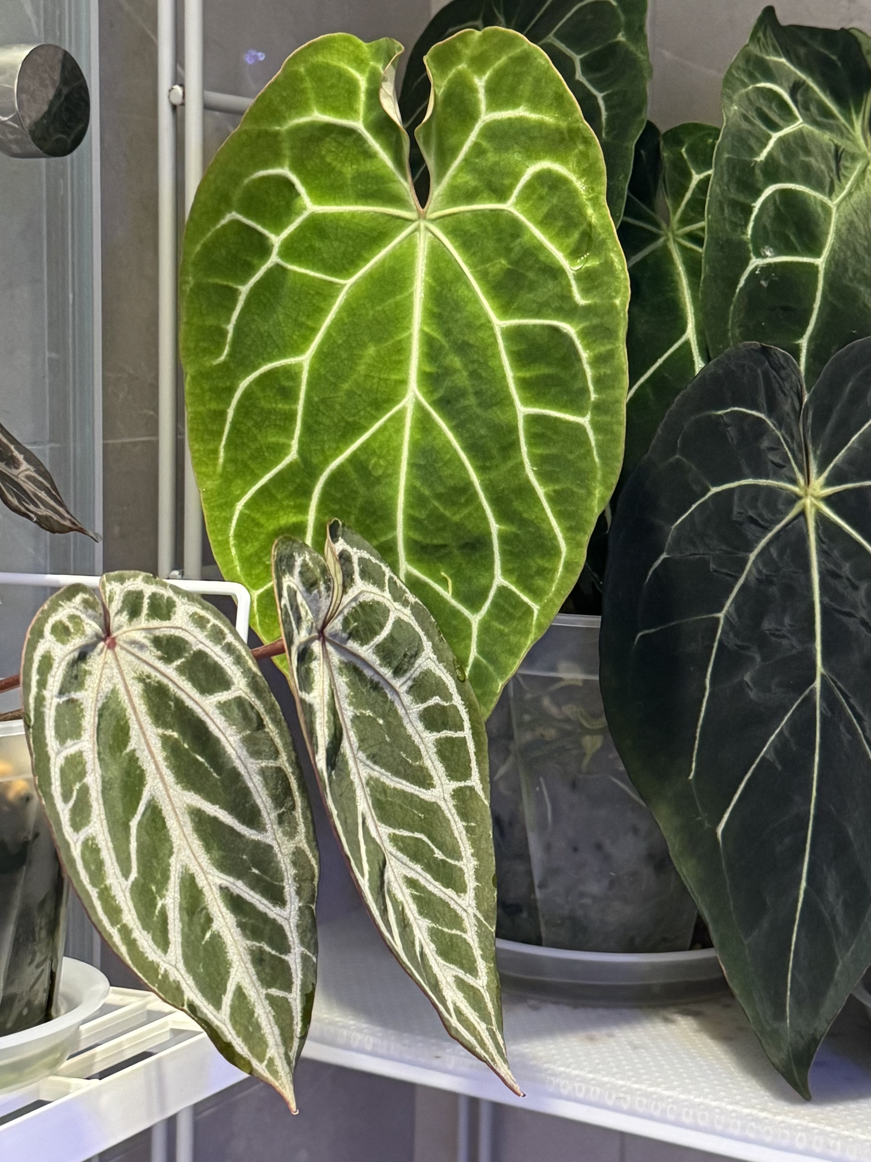 植物收藏照片 08