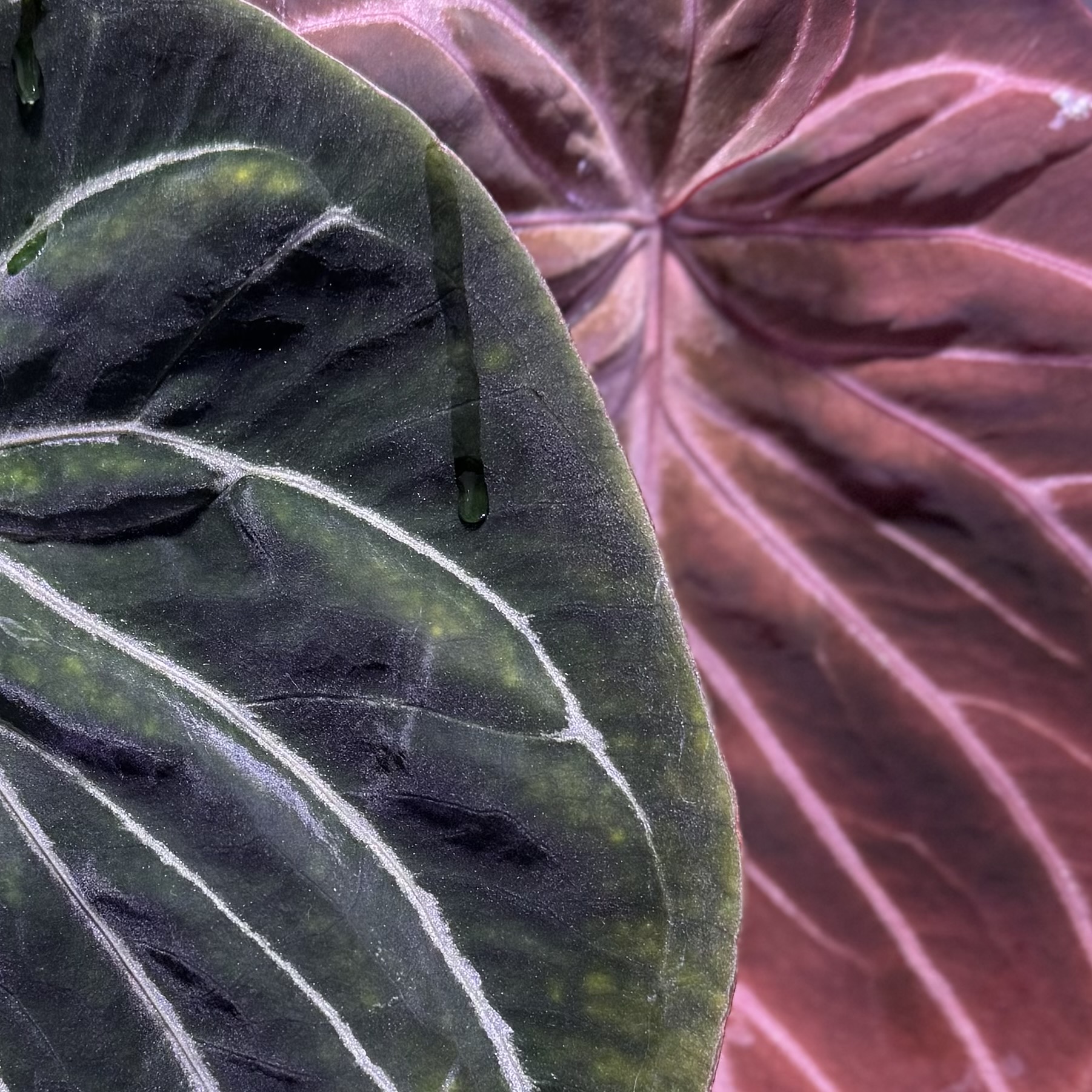 植物收藏照片 01