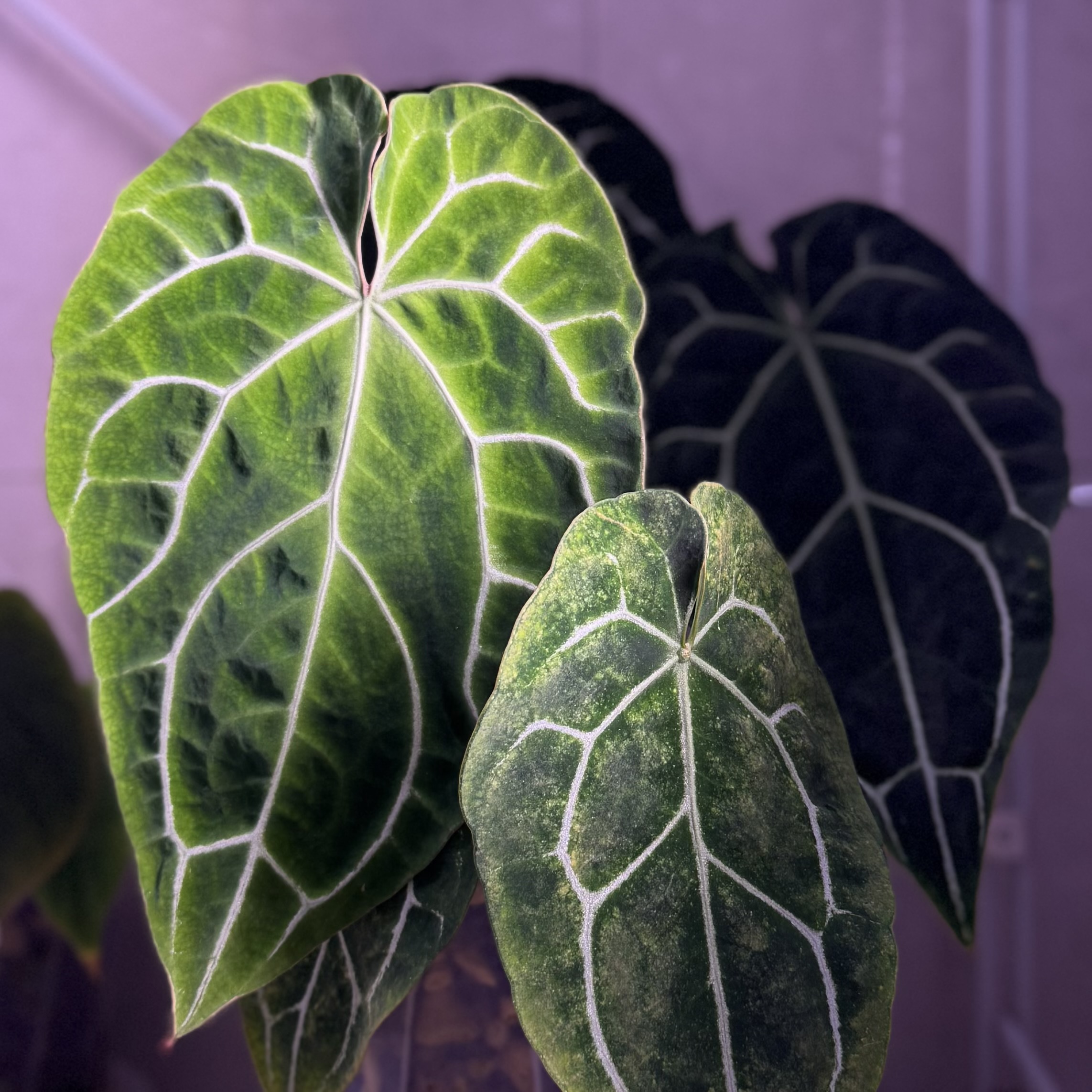 植物收藏照片 04