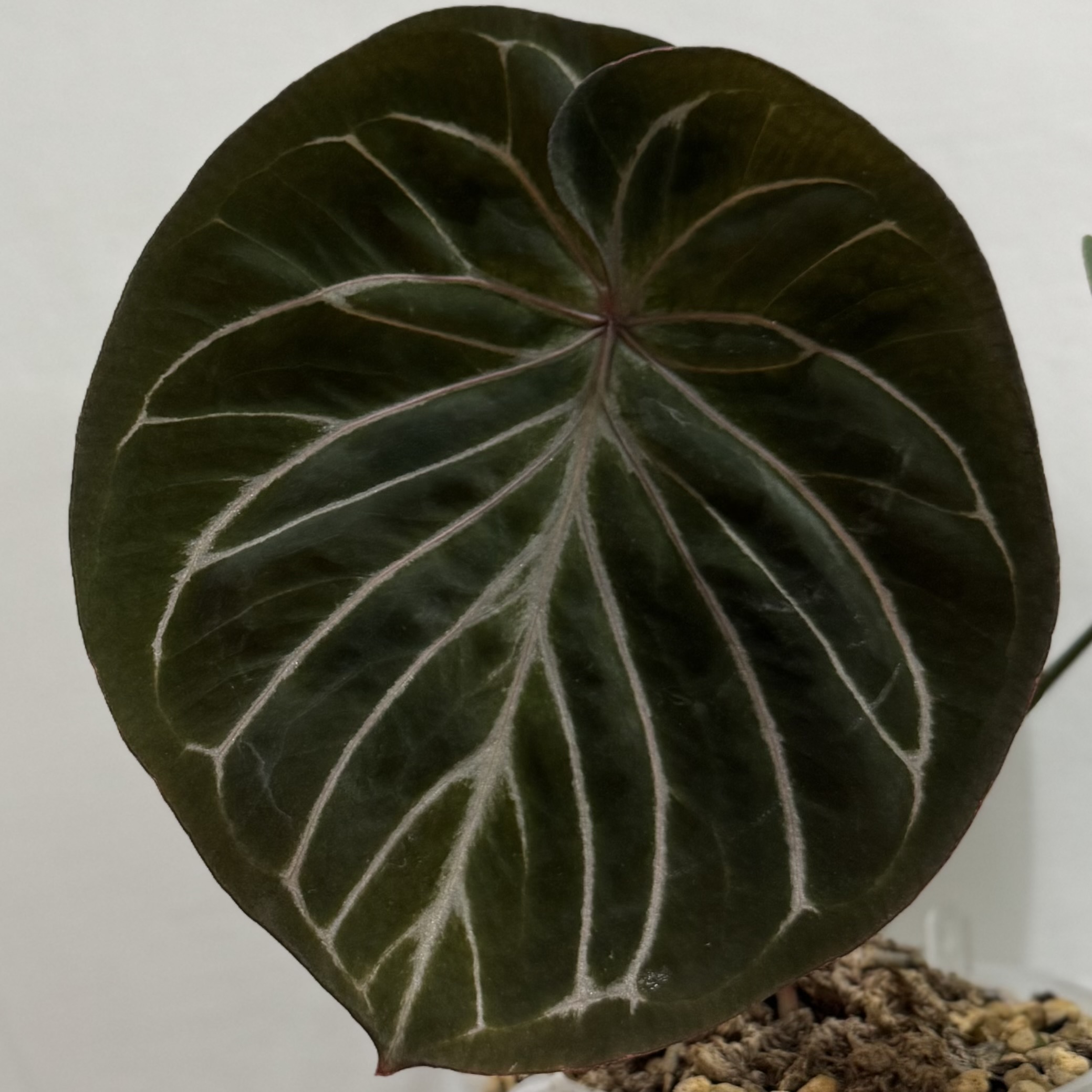 Anthurium "King of Spades" 商品照片 2