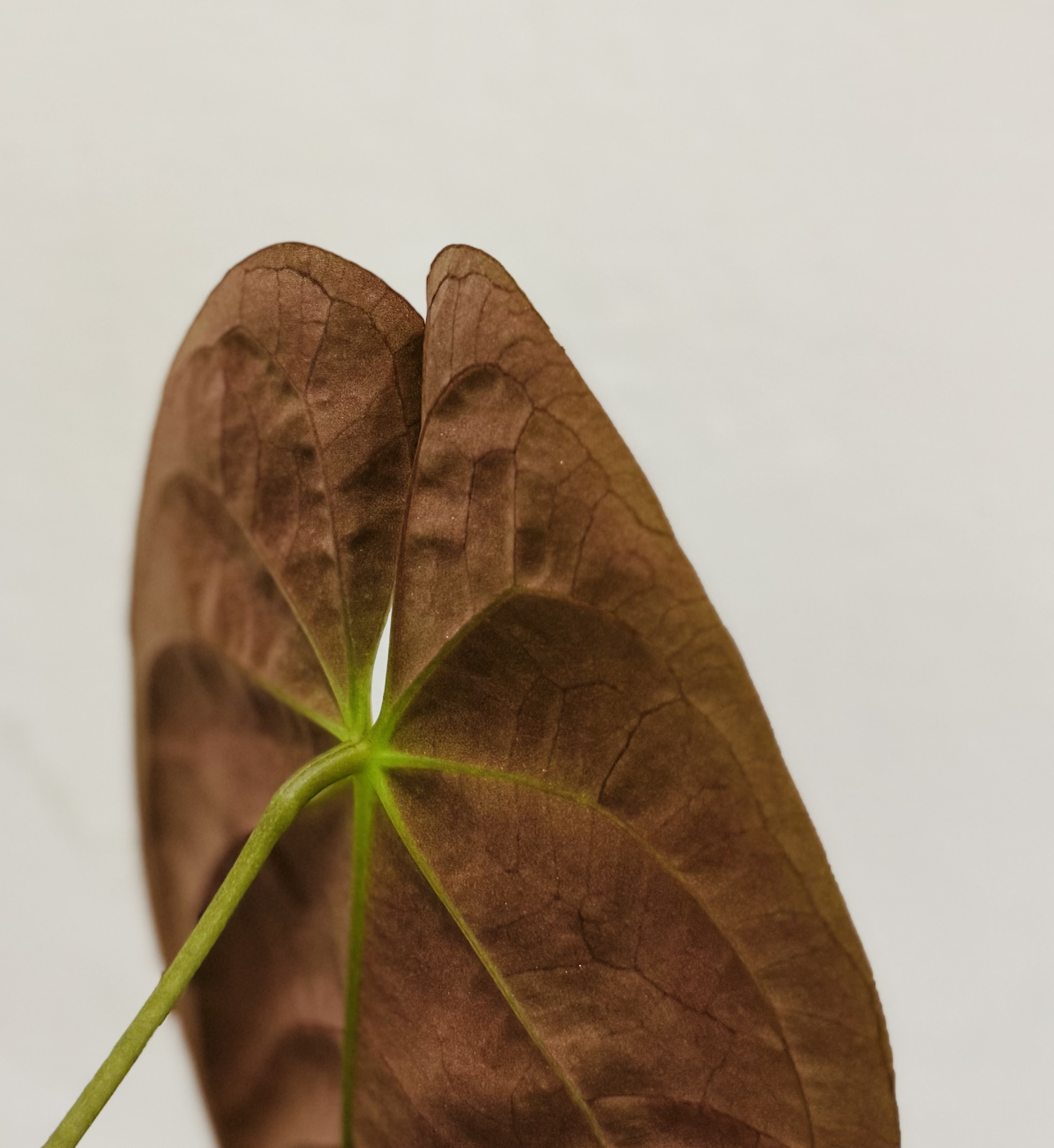 Anthurium papillilaminum, LG ecotype 商品照片 2